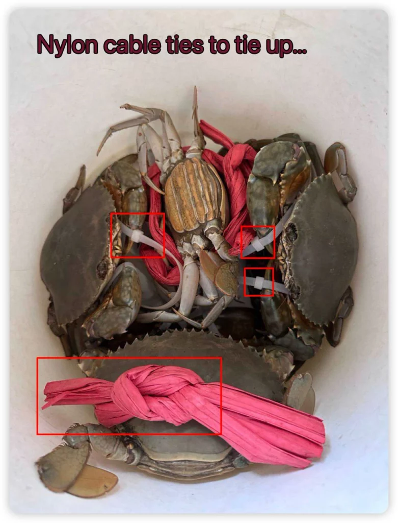 Nylon cable ties to tie up hairy crabs and blue crabs