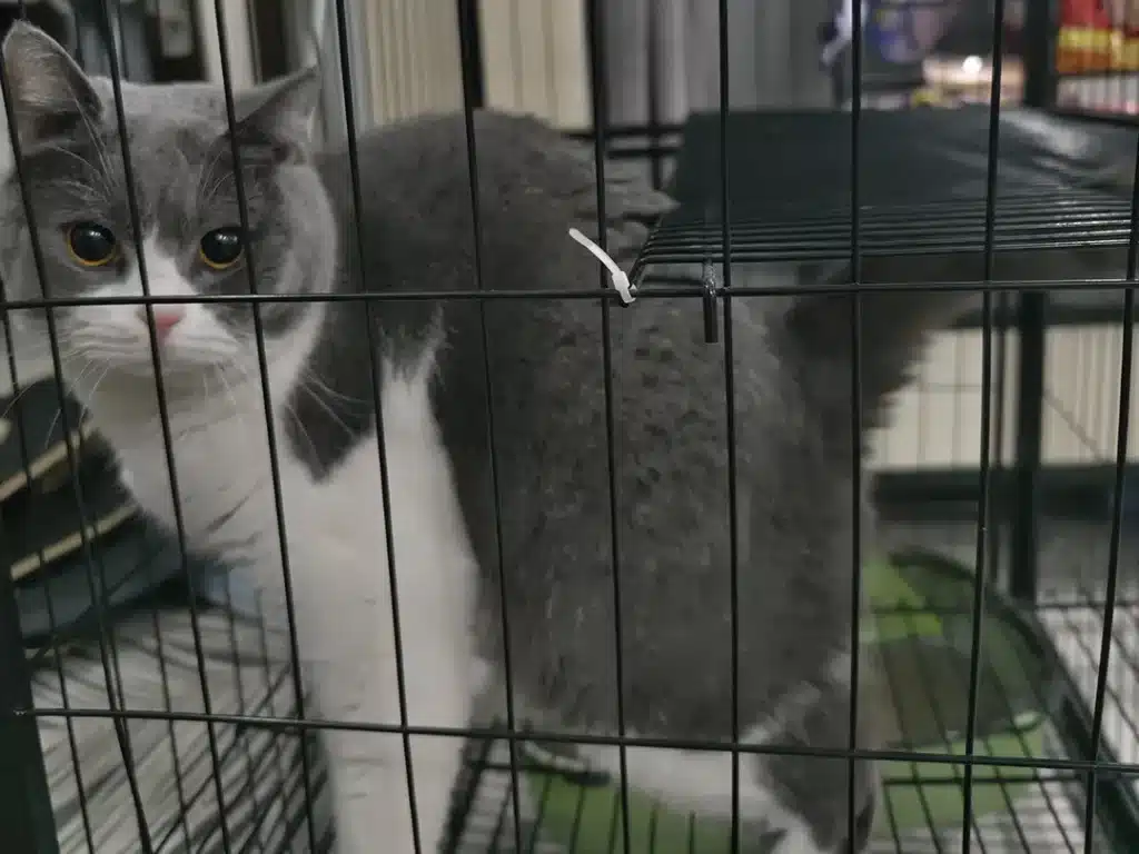 Uses of Cable Ties in Pet Care
