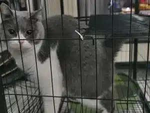 Uses of Cable Ties in Pet Care