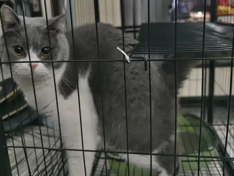 Uses of Cable Ties in Pet Care