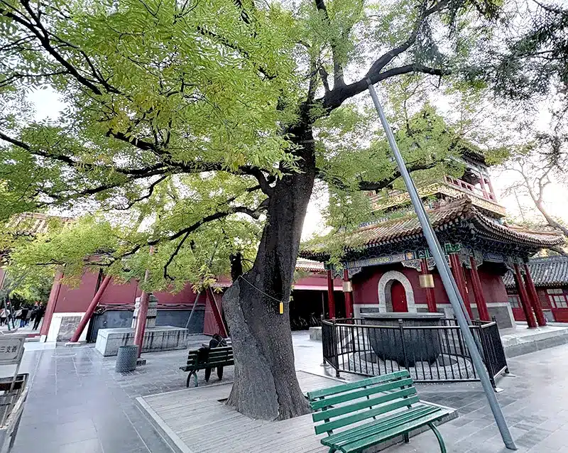Tree with a warning sign mounted using outdoor cable ties at Yonghe Temple in Beijing