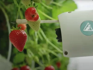 Strawberries growing inside Dyson Farming’s vertical farm with nearby cables managed using cable ties.