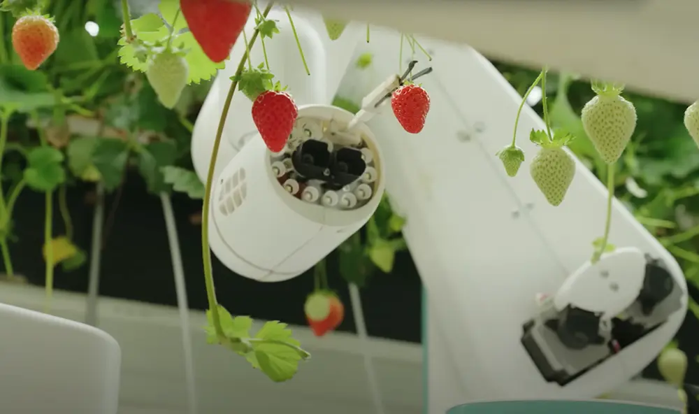 Cable ties used to manage cables around automated harvesting equipment inside Dyson Farming’s vertical farm with strawberry plants.