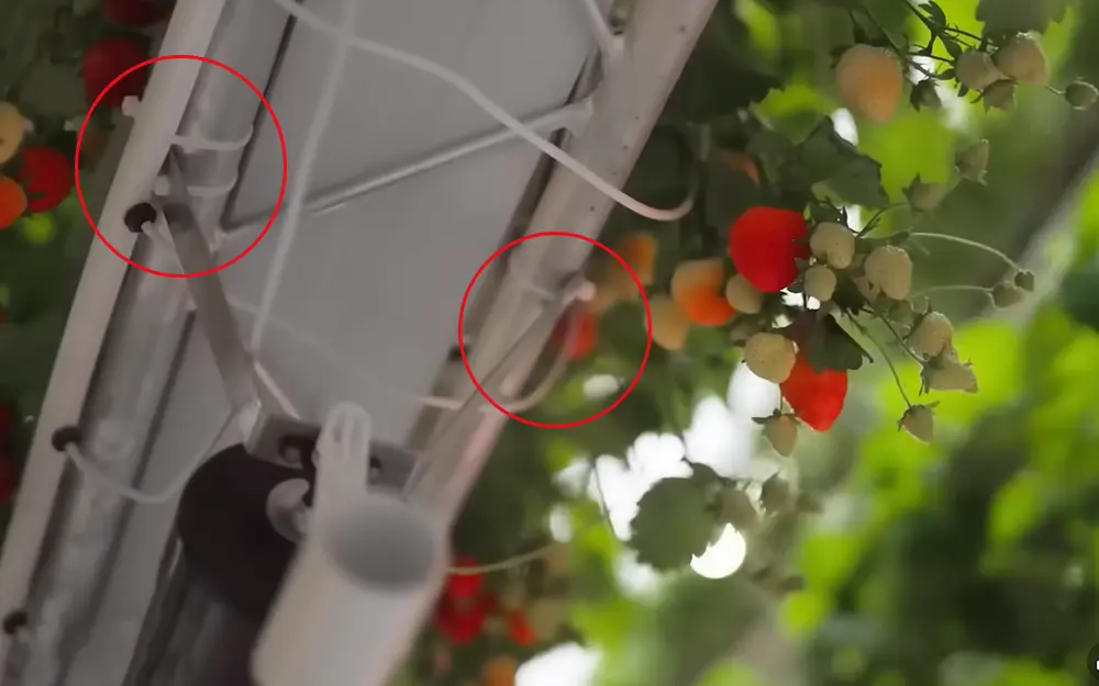 Nylon cable ties used to secure irrigation tubes and sensor wires along the rotating growing structure in Dyson Farming’s vertical strawberry farm.