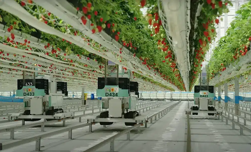 Cable ties used for cable management and lightweight fixing in Dyson Farming’s vertical strawberry farming system with automated robots.