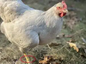 Colored cable ties used for identification on a chicken’s leg in poultry farming