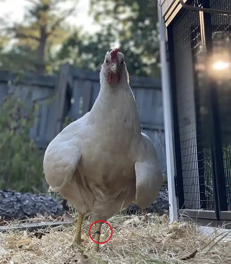 Colored cable tie used on a chicken’s leg for identification in poultry farming
